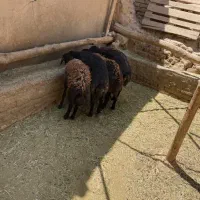 گوسفند قره قزل