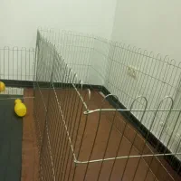 پارک سگ