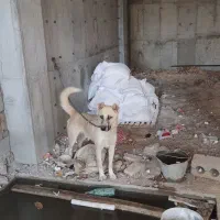سگگ