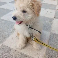 واگذاری سگ نژاد خانگی بسیار خاص