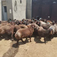 گوسفند قربانی درجه یک