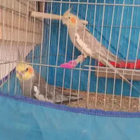 عروس هلندی جفت مولد
