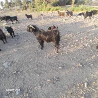 فروش فوری تروشت وپاچن جوان کوه بیرک