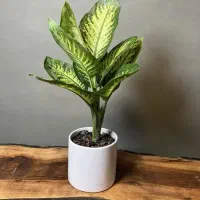 گیاه دیفن