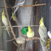 عروس هلندی