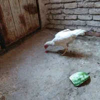 مرغ لاری جوان۱۵۰۰