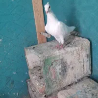 دم زرد کلاهی عطیقه