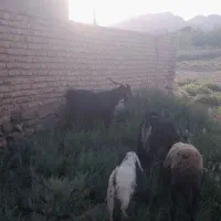 چبش نر چاق