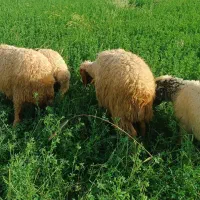 میش وبره