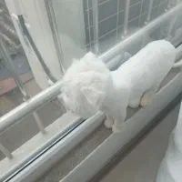 پرشین خیلی ملوس نر