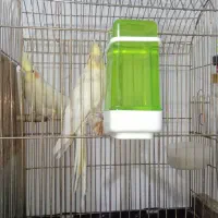 عروس هلندی مولد آماده معاوضه باقناری