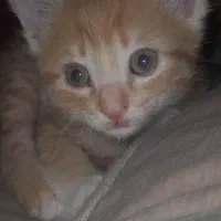 بچه گربه