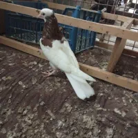 جوجه طوقی گرفتنی