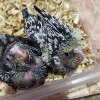 جوجه طوطی عروس هلندی
