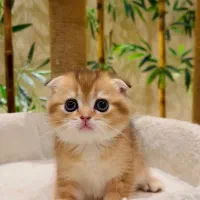 گربه اسکاتیش سیلور و گلد