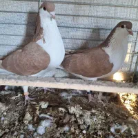 تعداد ۵ الا ۶ جفت زرد پشت بفروش میرسد