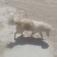 سگ هاکسی