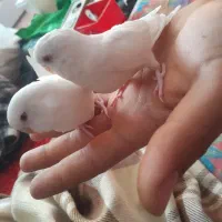 ۳جفت مرغ عشق به ضمانت جوجه دهی