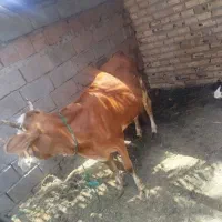 گاو گستر