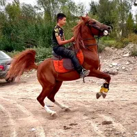 نریان خالص عرب ایرانی