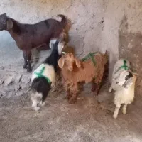 4تا بزغاله ماده