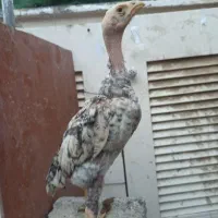 جوجه اوشامو آلمانی