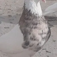 ۱۵تا نره دورشت ودست  نخود