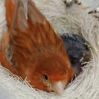فروش جوجه های سوخته سرخ و دارچینی