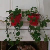 گلدان پتوس