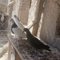 کفتر|پرنده|خلیل آباد, |دیوار