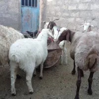 بره میش وبز