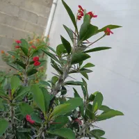گلکده|گل و گیاه طبیعی|صومعه‌سرا, |دیوار