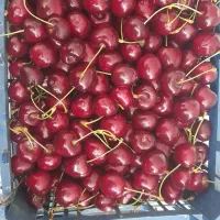 گیلاس تکدانه درشت