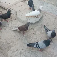 درود