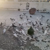 فروش   بوم  کبوتر
