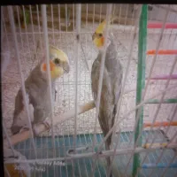 دو عدد عروس هلندی