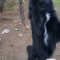 سگ گمشده|حیوانات|خرمآباد, |دیوار