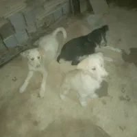 سه عدد توله سگ