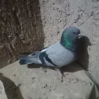 نرسبزگرفتنی