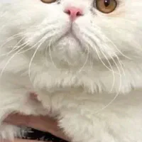 گربه پرشین صورت عروسکی نر عقیم شده