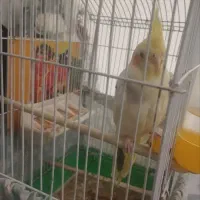 گمشده پرنده