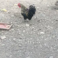 خروس