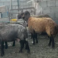 گوسفند زنده