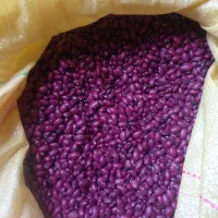 لوبیاقرمزبوجاری‌شده