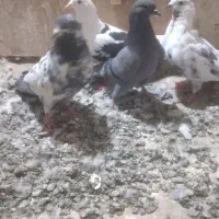 کبوتر تهرانی وپاکستانی