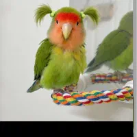 مدل