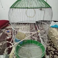 قفس سالم بزرگ