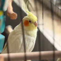 چهار عروس هلندی