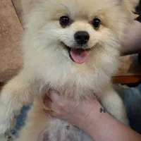 سگ،پامر‌ خرسی