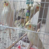 عروس هلندی
